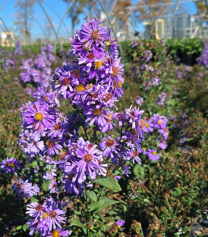 Symphyotrichum syn. Aster laeve Bluebird
