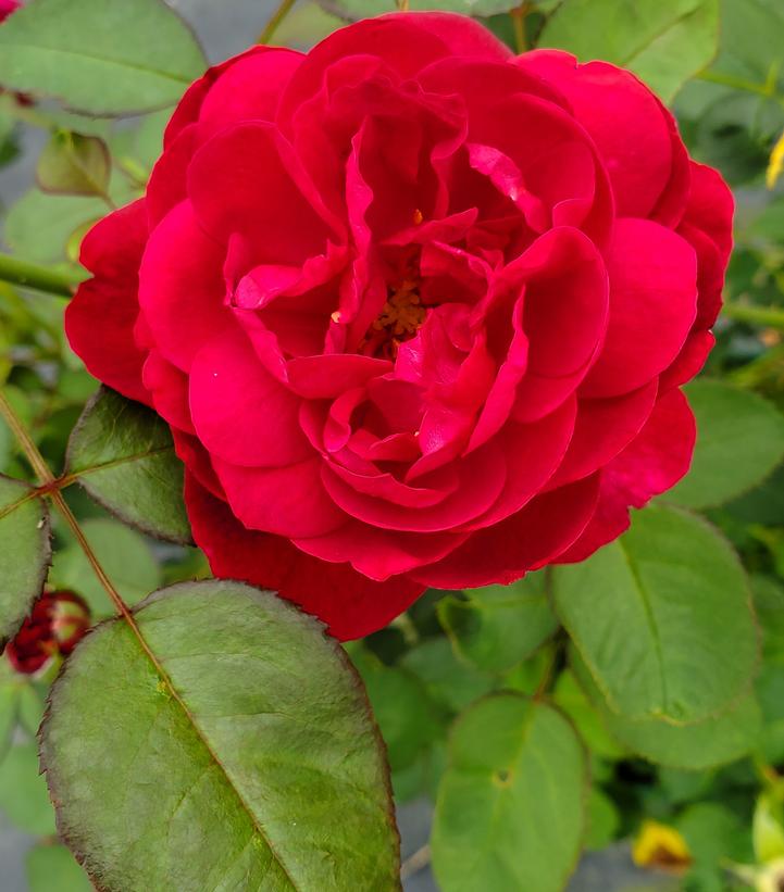 Rosa Darcey Bussell™