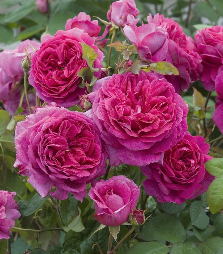 Rosa Young Lycidas
