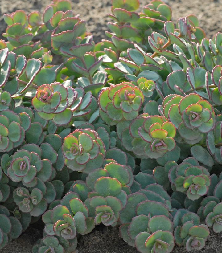Sedum sieboldii 