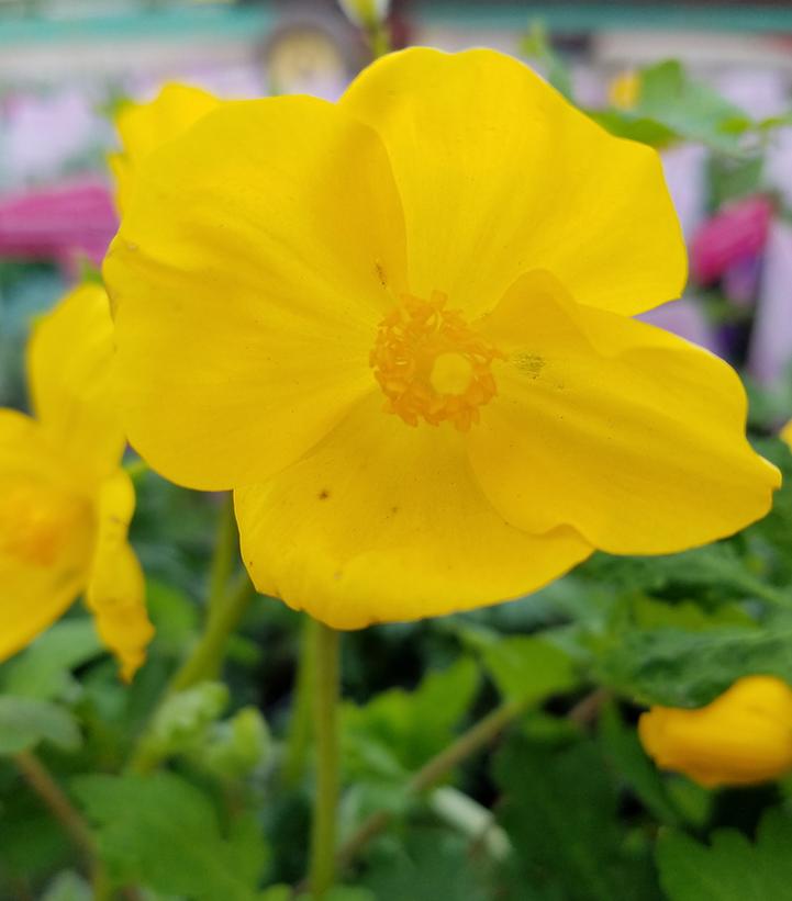 Stylophorum diphyllum 