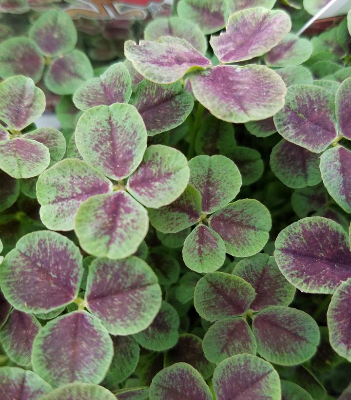 Trifolium repens 'Pentaphyllum'
