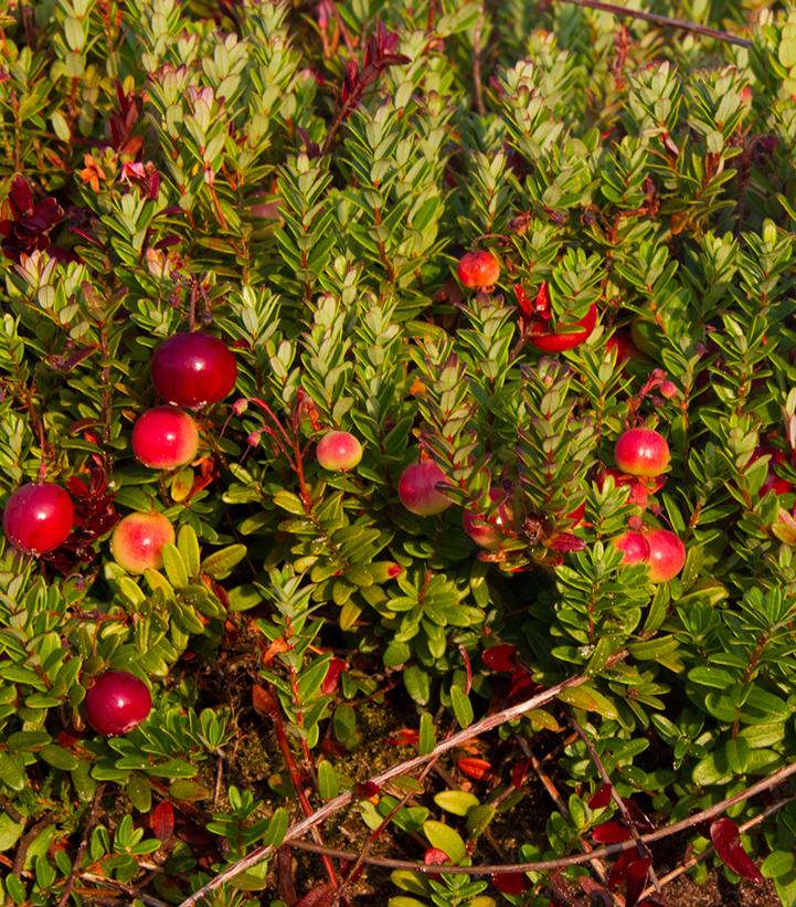 Vaccinium macrocarpon 'Pilgrim'