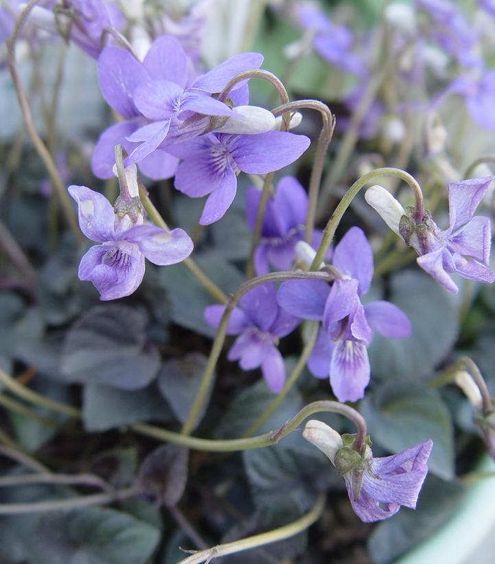Viola labradorica 