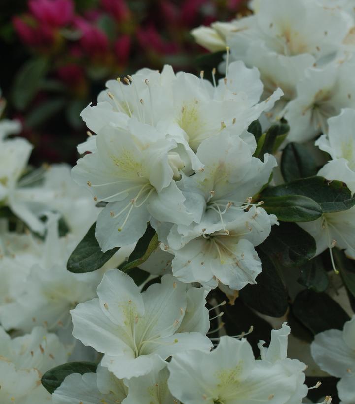 Azalea 'Delaware Valley White'