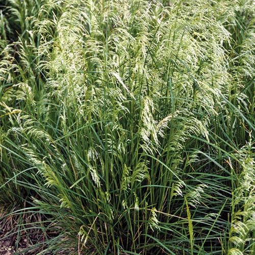 Deschampsia cespitosa 'Pixie Fountain'