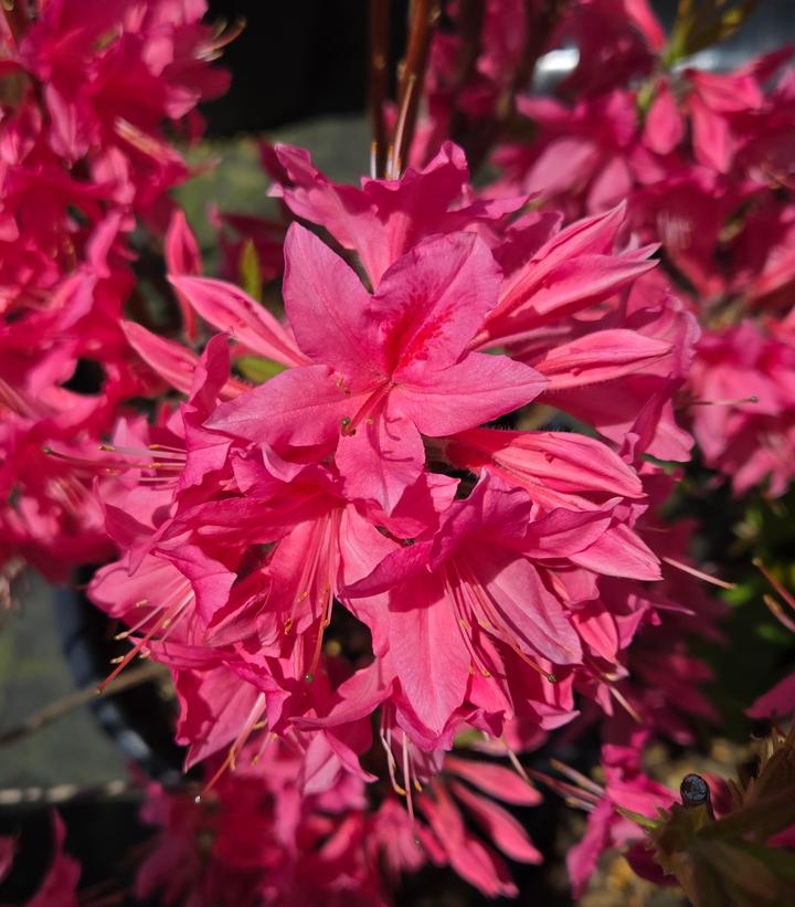 Azalea Northern Lights 'Rosy Lights'