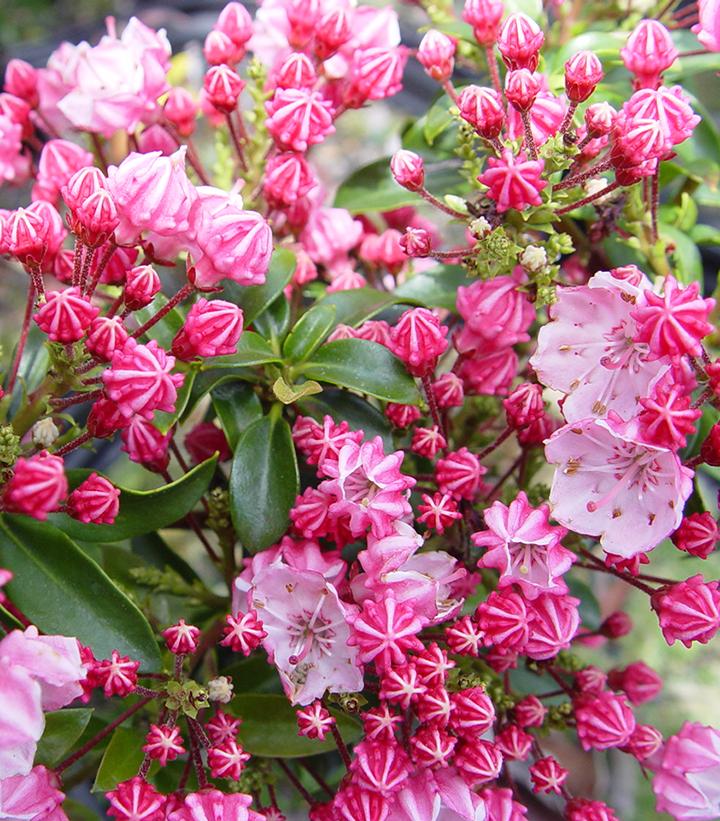 Kalmia latifolia Little Linda