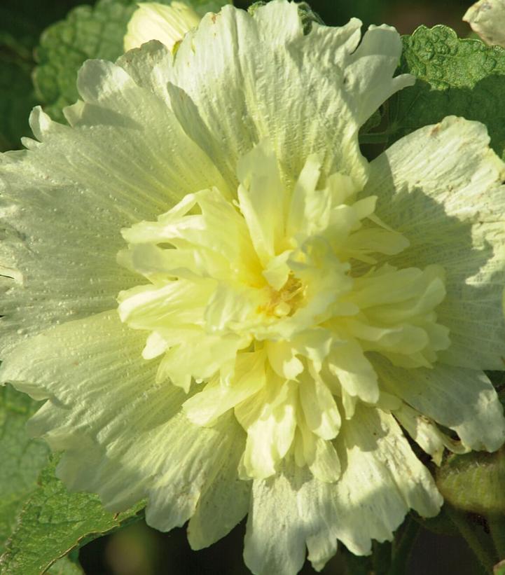 Alcea rosea annua Spring Celebrities™ Lemon