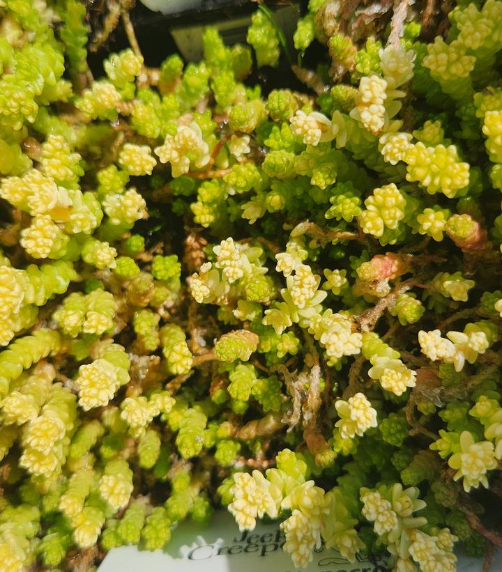 Sedum acre 'Aureum'