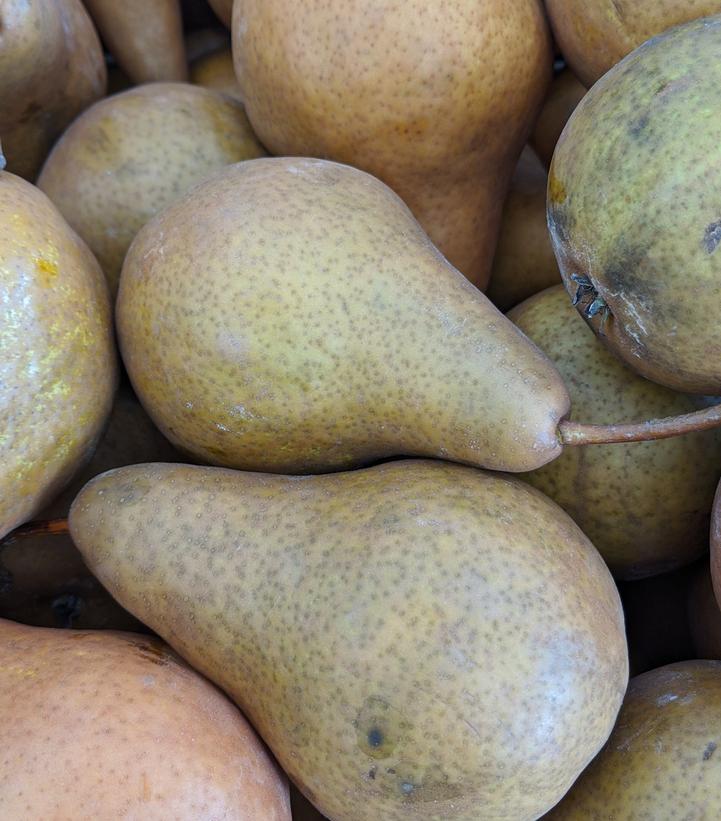 Pyrus x 'Bosc'