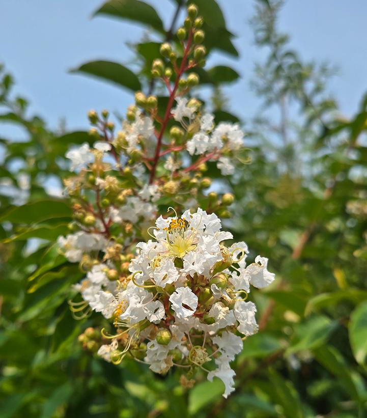 Lagerstroemia indica Natchez