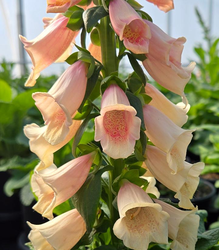 Digitalis purpurea 'Dalmation Peach'