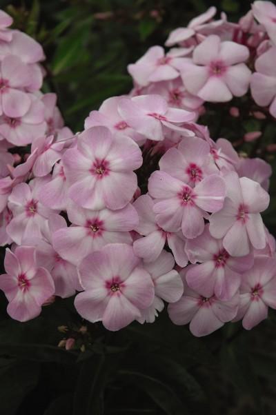 Phlox paniculata Cotton Candy™