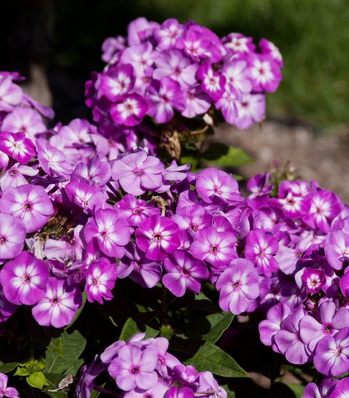 Phlox paniculata Grape Lollipop™