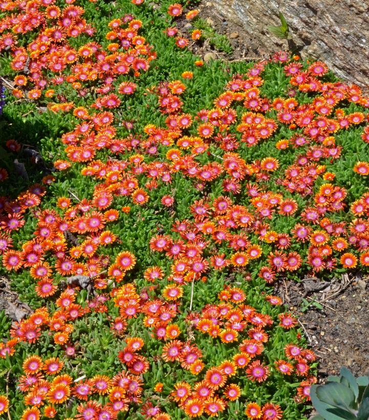 Delosperma FIRE SPINNER®