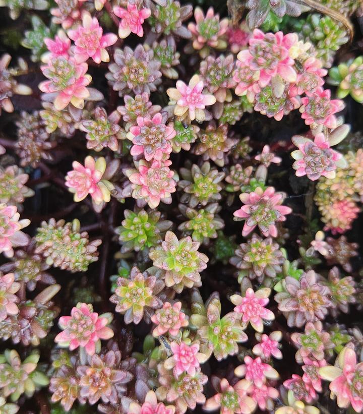 Sedum album 'Coral Carpet'