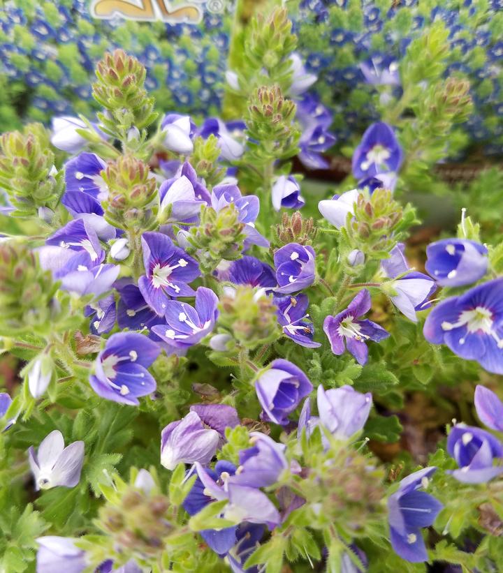 Veronica 'Tidal Pool'