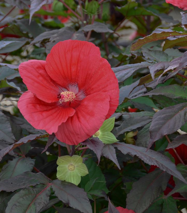 Hibiscus Midnight Marvel