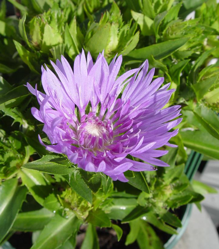 Stokesia laevis Mel's Blue