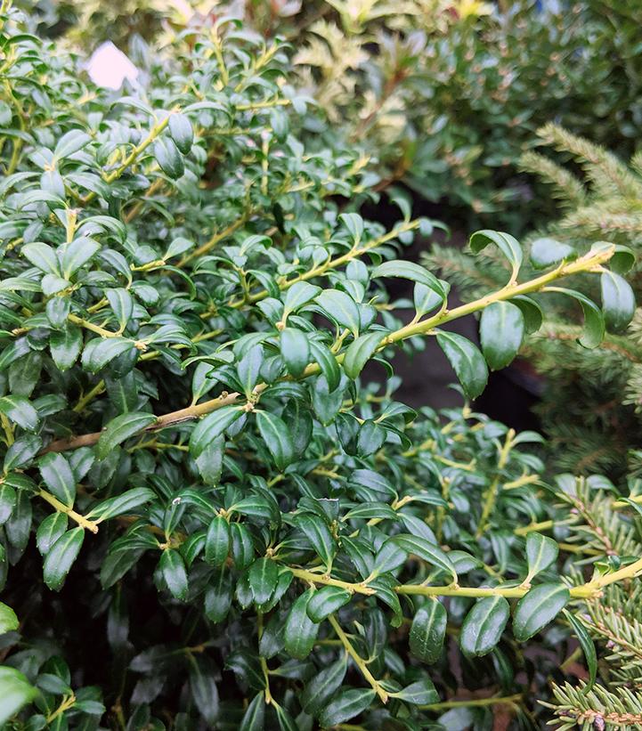 Ilex crenata Soft Touch