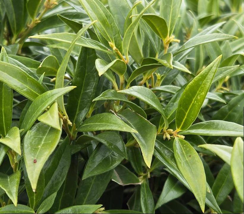 Sarcococca hookeriana var. humilis