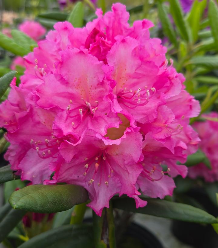 Rhododendron Haaga