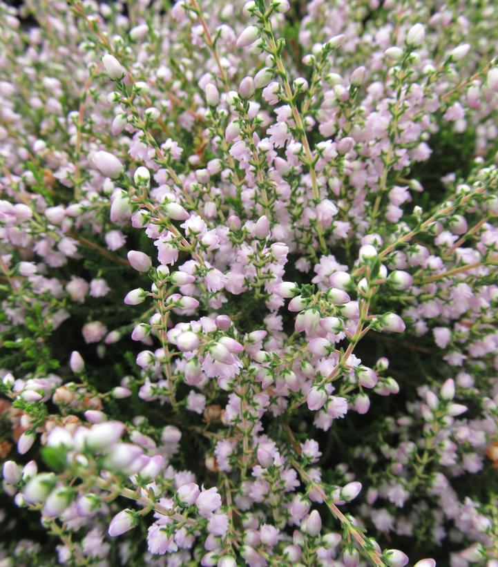 Calluna vulgaris County Wicklow