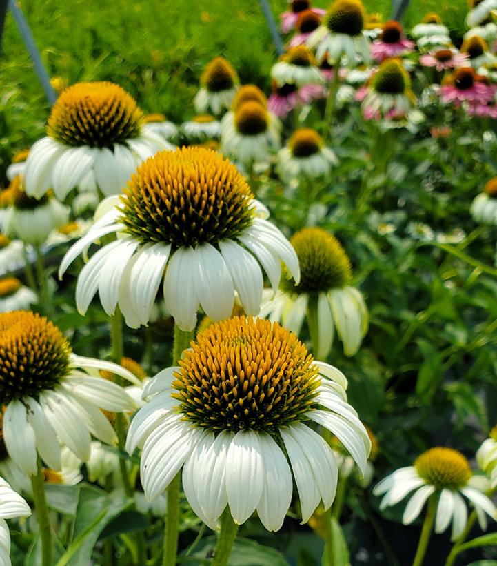 Echinacea purpurea 'Happy Star'