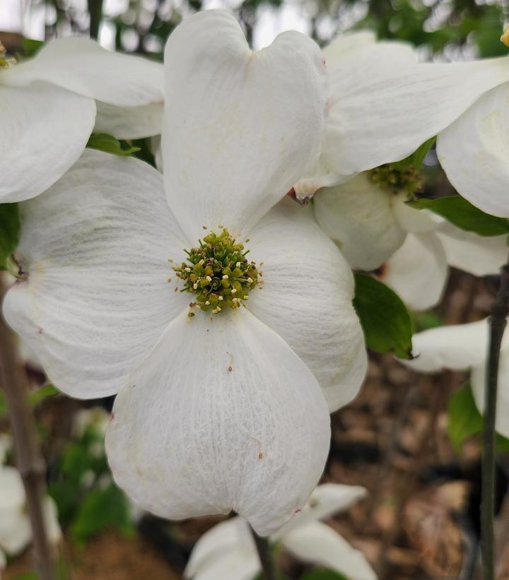 Cornus florida Cloud 9