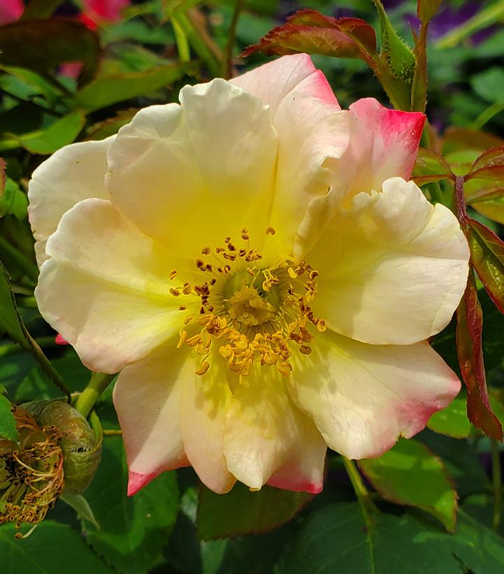 Rosa Campfire