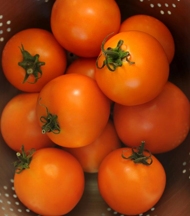 Tomato Solar Power