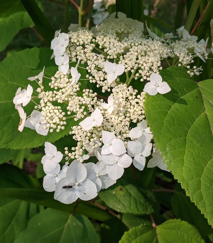Hydrangea arborescens Haas' Halo