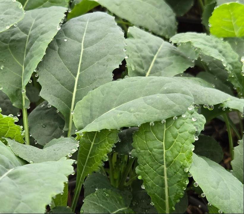 Kale Toscano