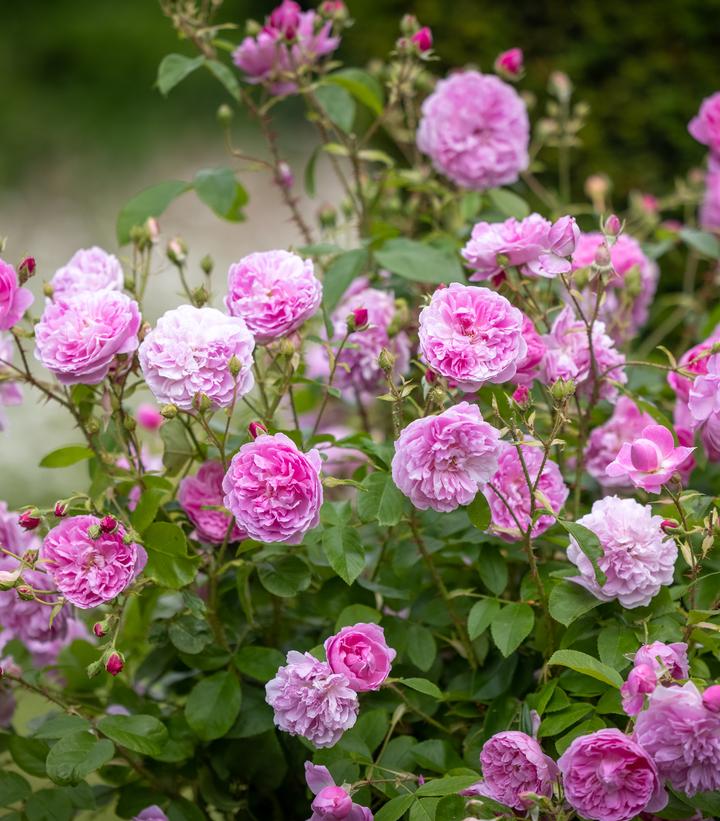 Rosa Harlow Carr®
