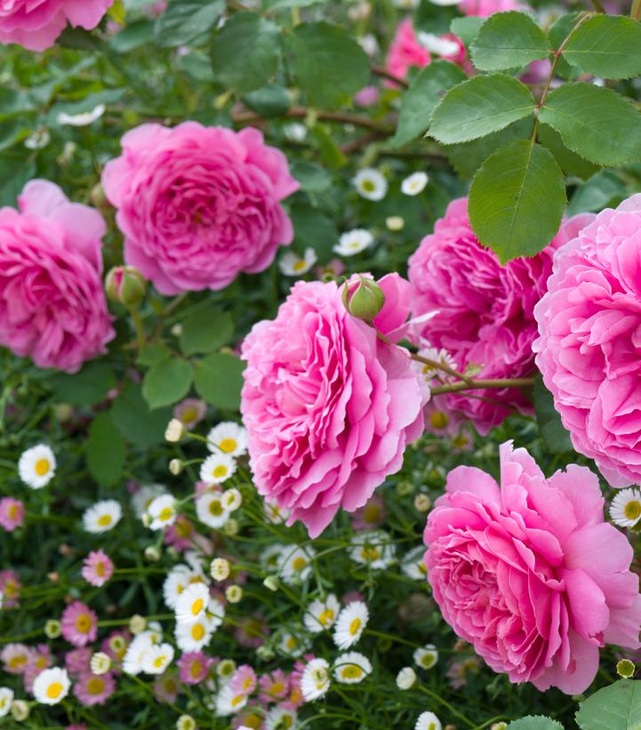 Rosa Princess Alexandra of Kent