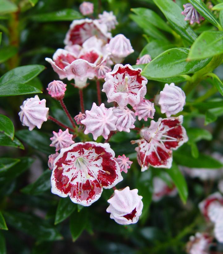 Kalmia latifolia 'Minuet'
