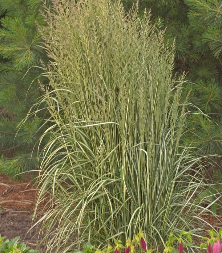 Calamagrostis a. Avalanche