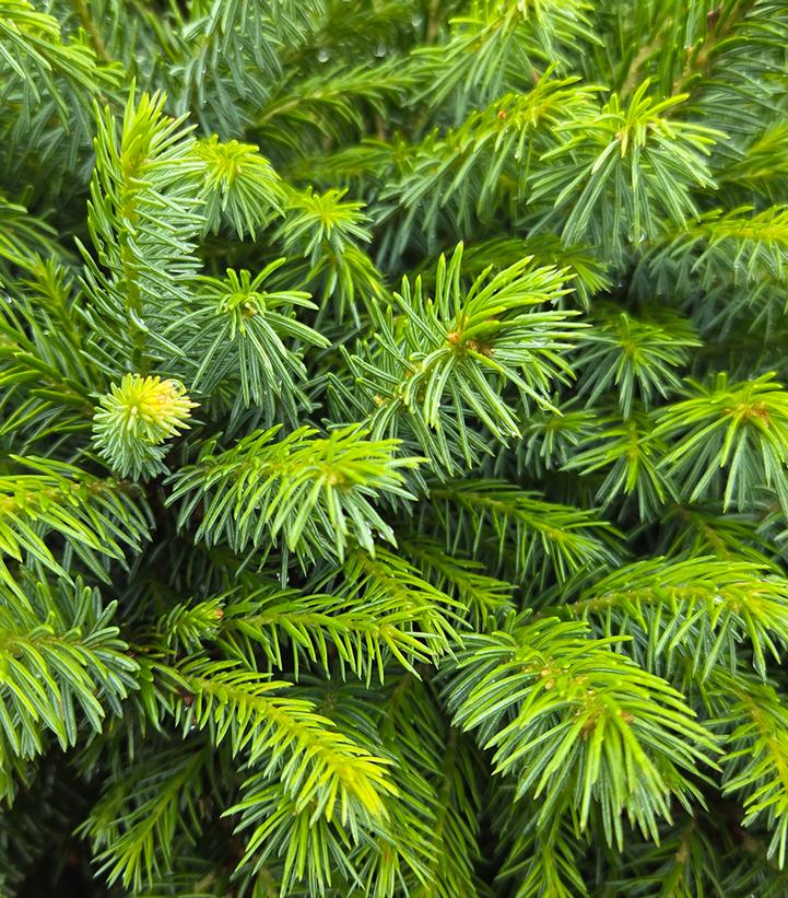 Picea omorika Nana