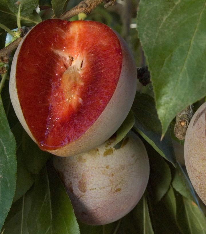 Prunus Elephant Heart