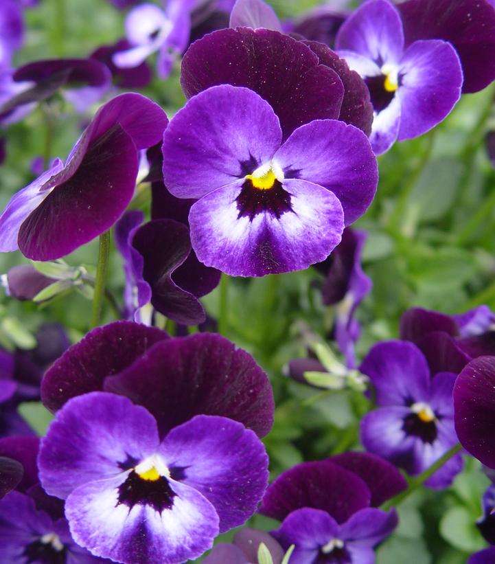 Viola cornuta Penny™ 'Denim Jump Up'