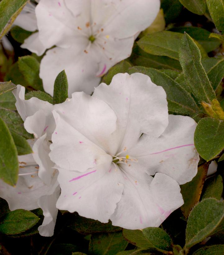 Azalea x Encore® Autumn Lily®