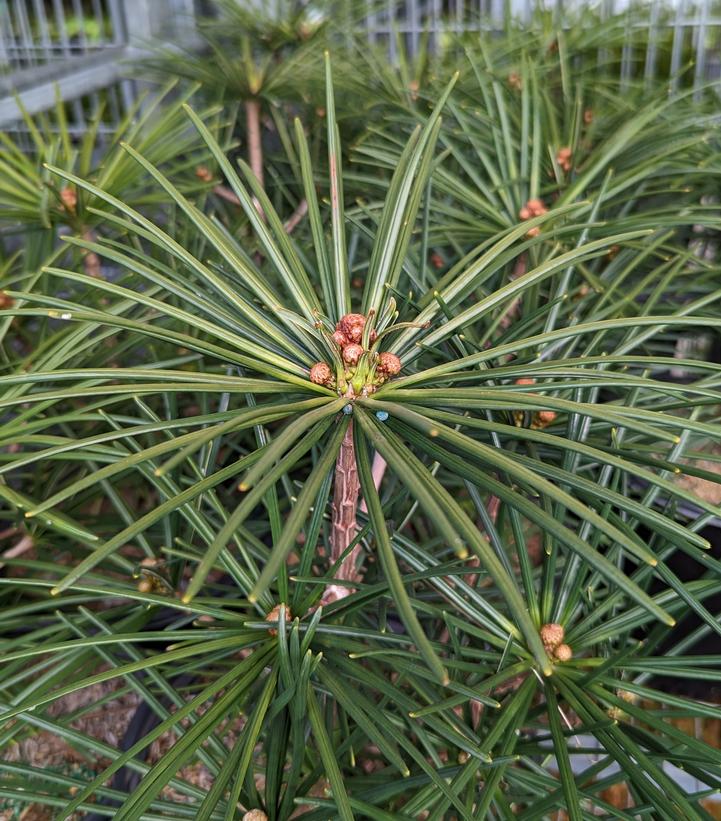 Sciadopitys verticillata 'Wintergreen'