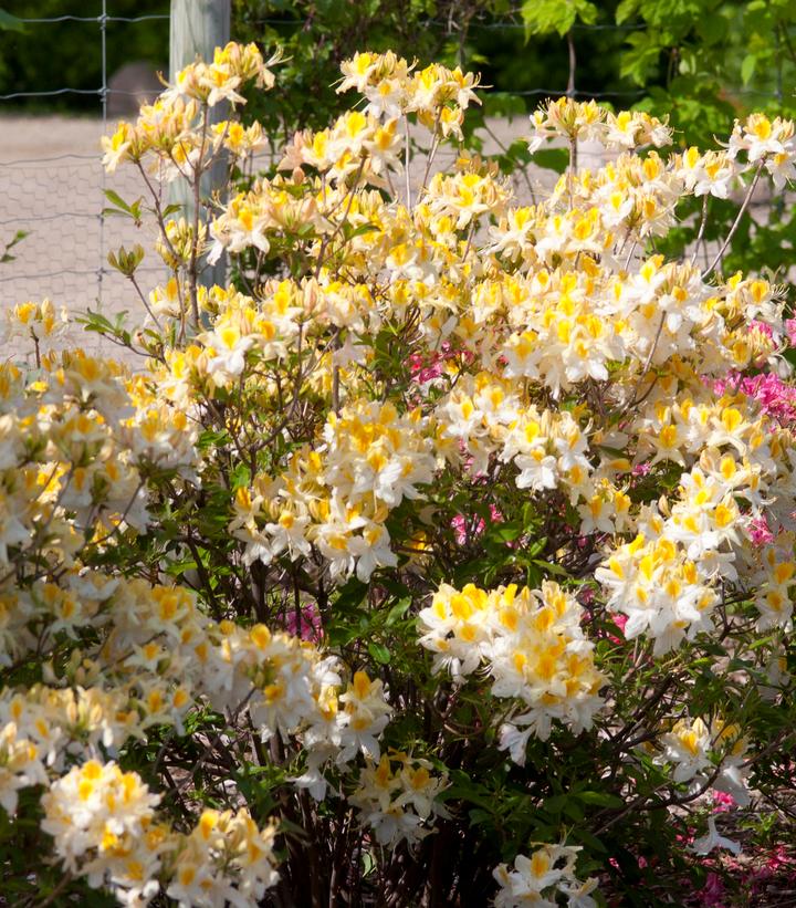 Azalea x Northern Hi-Lights