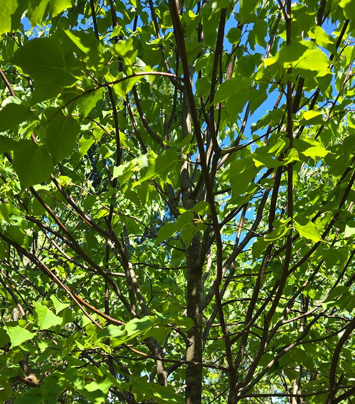 Tilia cordata Greenspire®