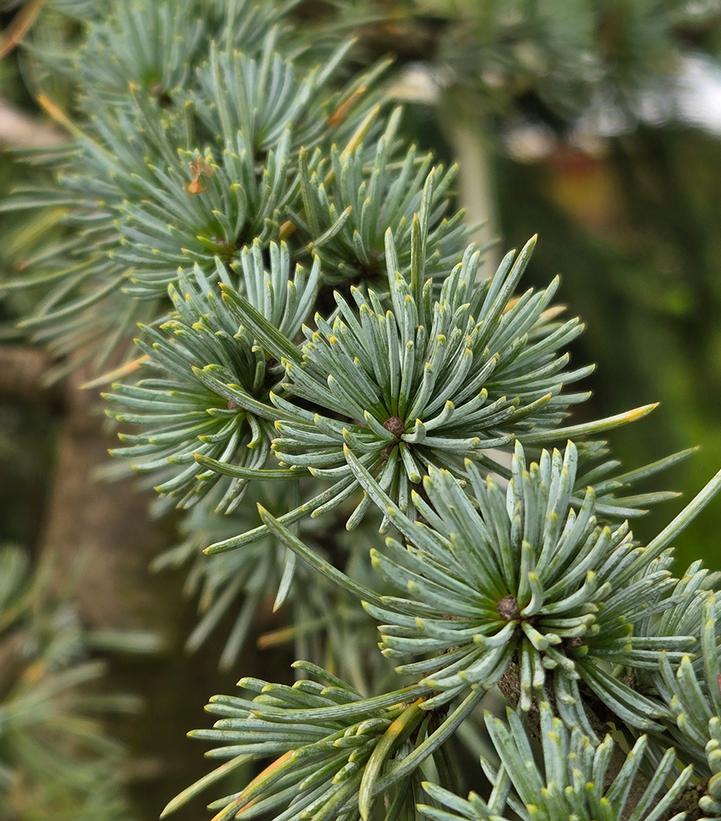 Cedrus atlantica Glauca