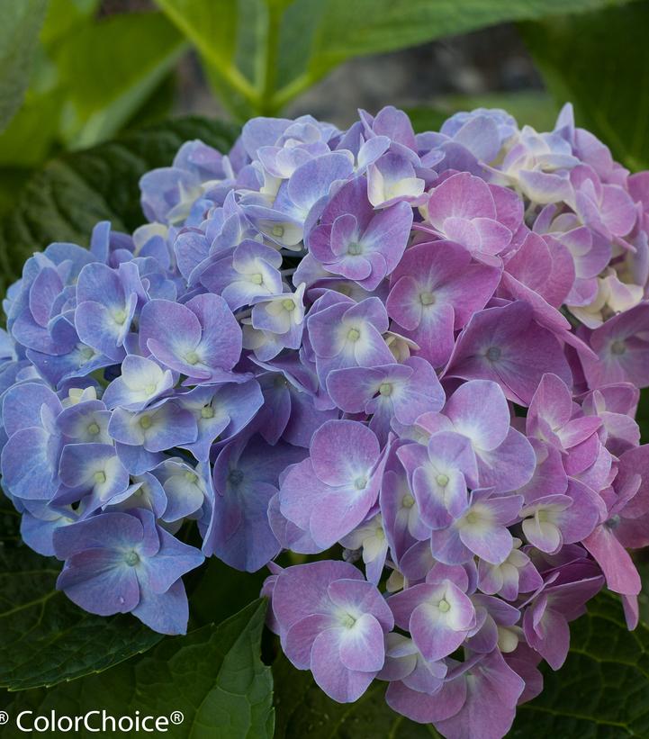 Hydrangea mac. Let's Dance® Let's Dance® Blue Jangles®