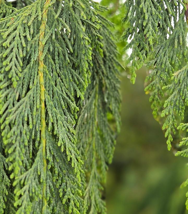 Chamaecyparis nootkatensis 'Pendula'