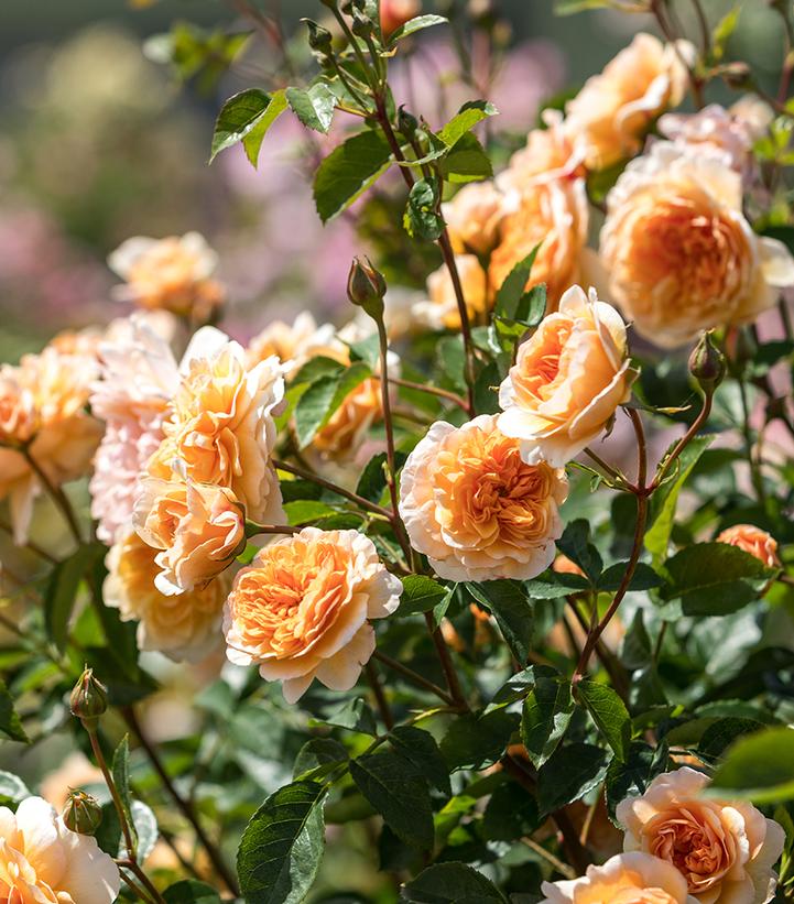 Rosa 'Port Sunlight'