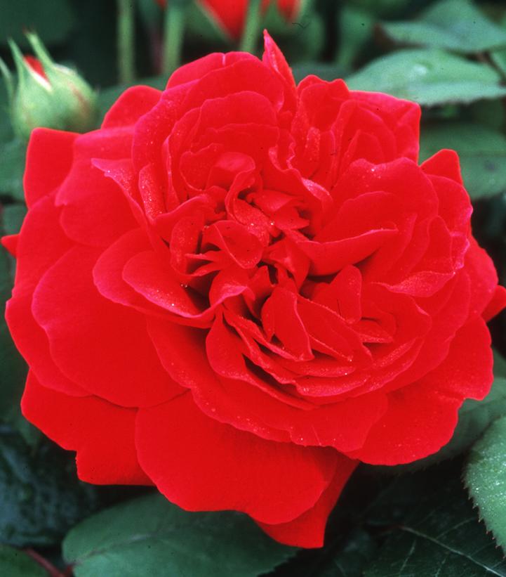 Rosa Tess of The d'Urbervilles®